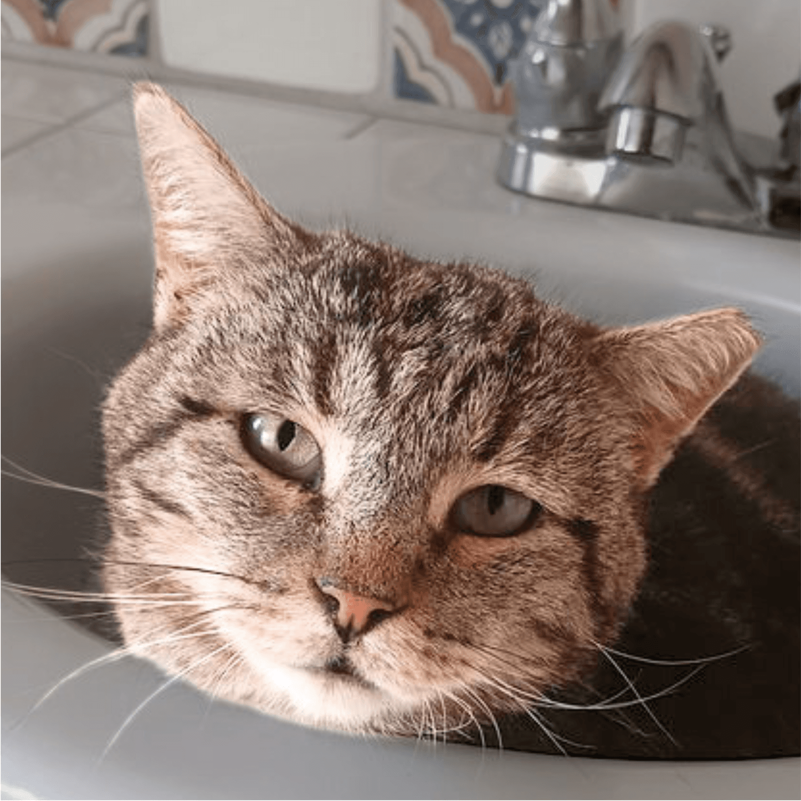 Asa - Domestic Short Hair