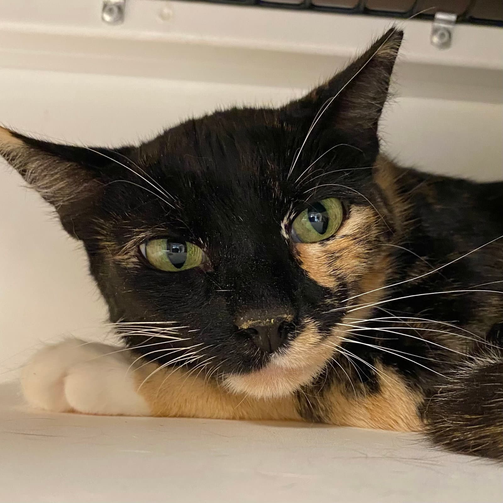 Mimi - Domestic Short Hair