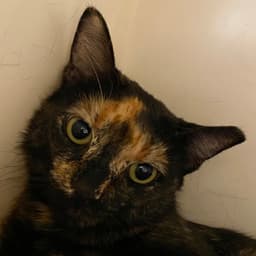 Fifi image 1