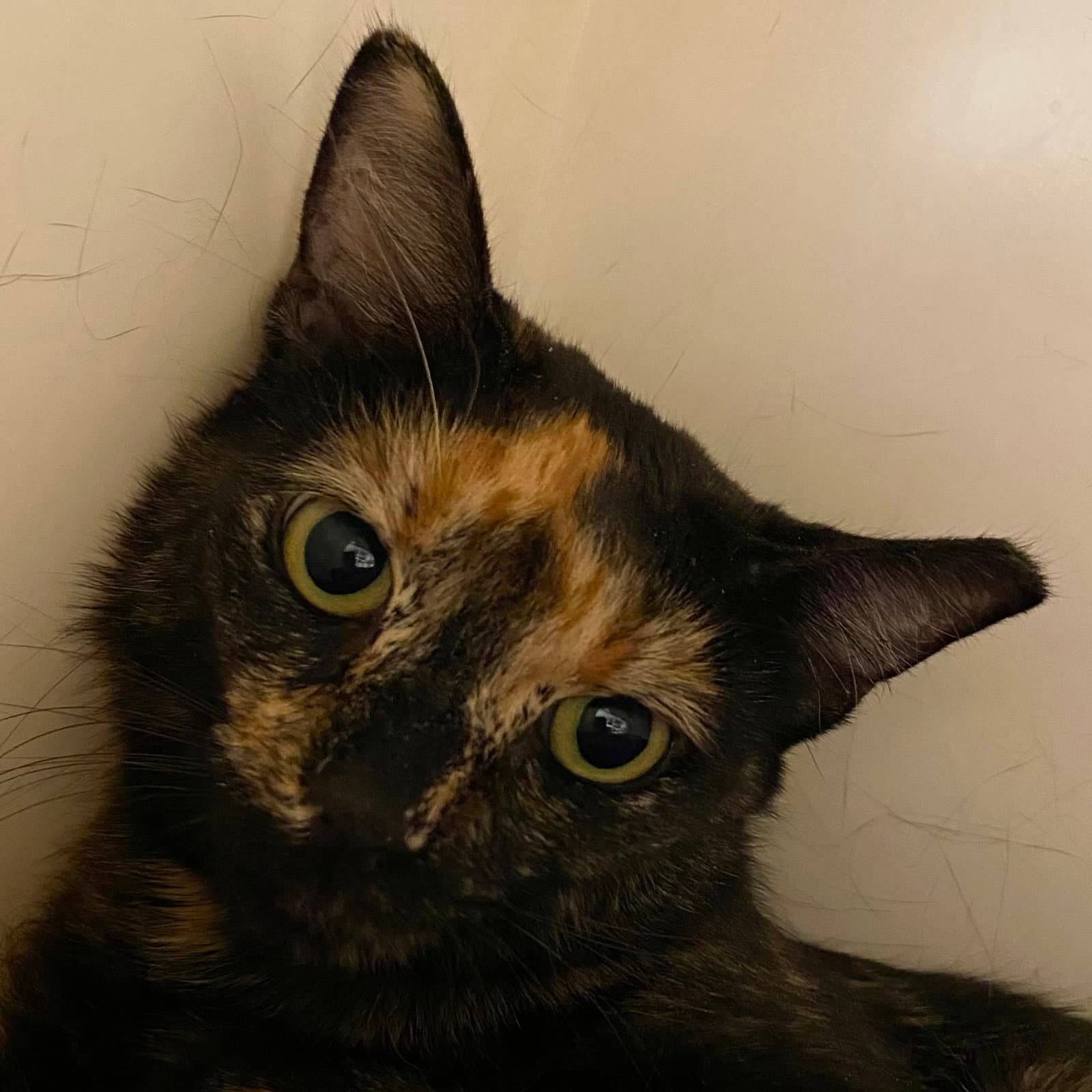 Fifi - Domestic Short Hair
