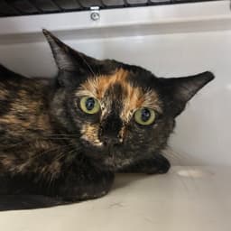 Fifi image 4