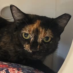 Fifi image 2