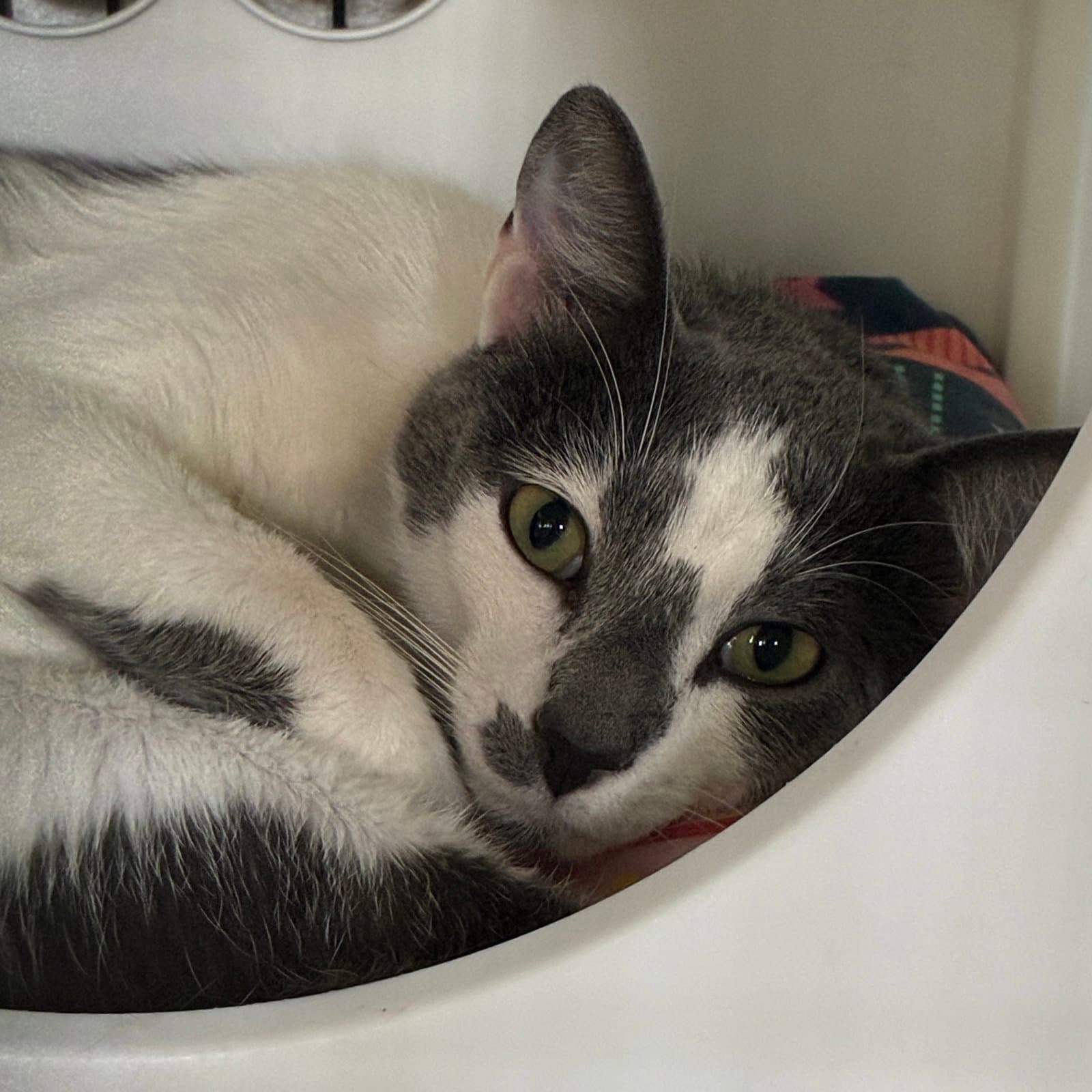 Corazon - Domestic Short Hair