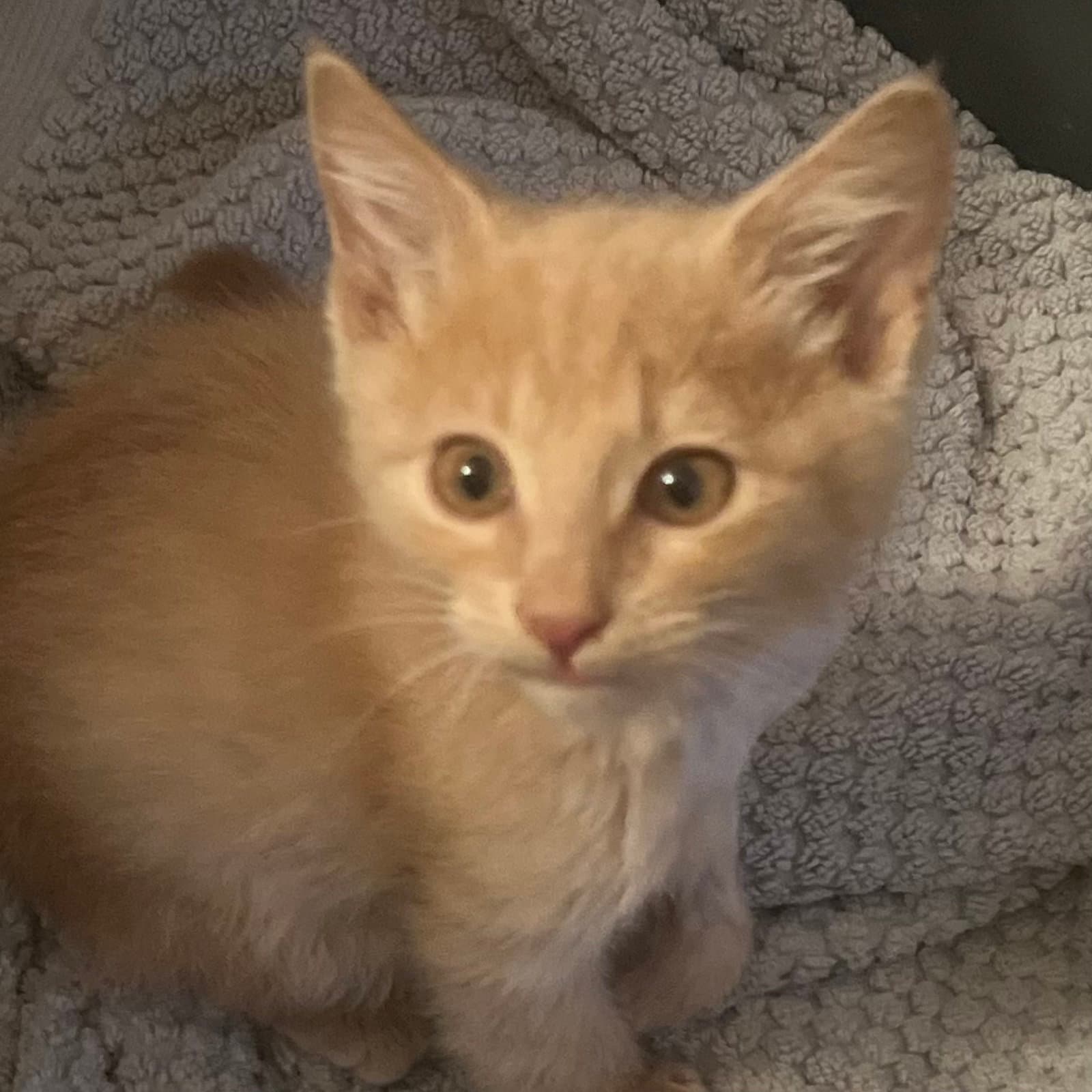 Biff - Domestic Short Hair