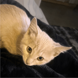 Biff image 1