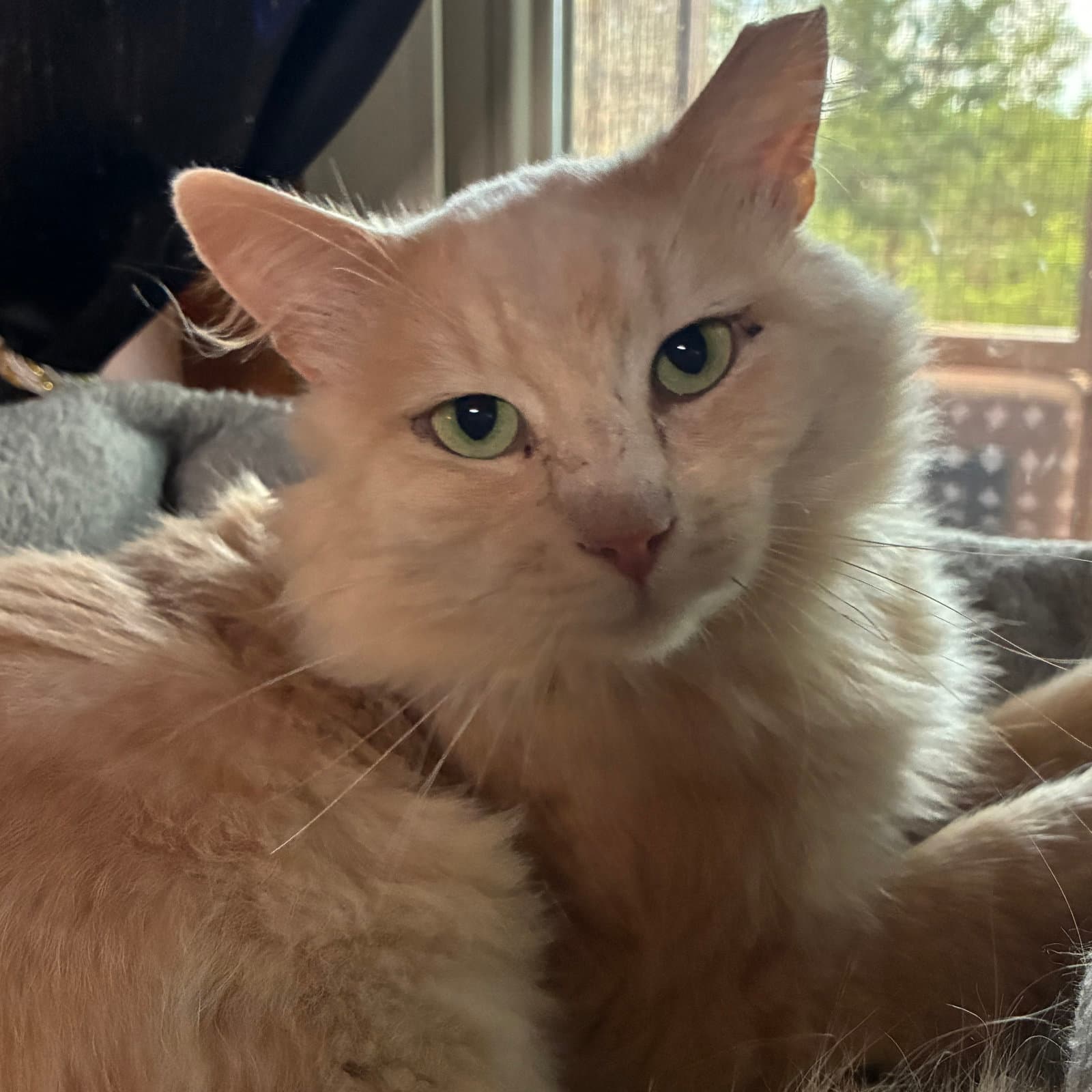Rupert - Domestic Long Hair