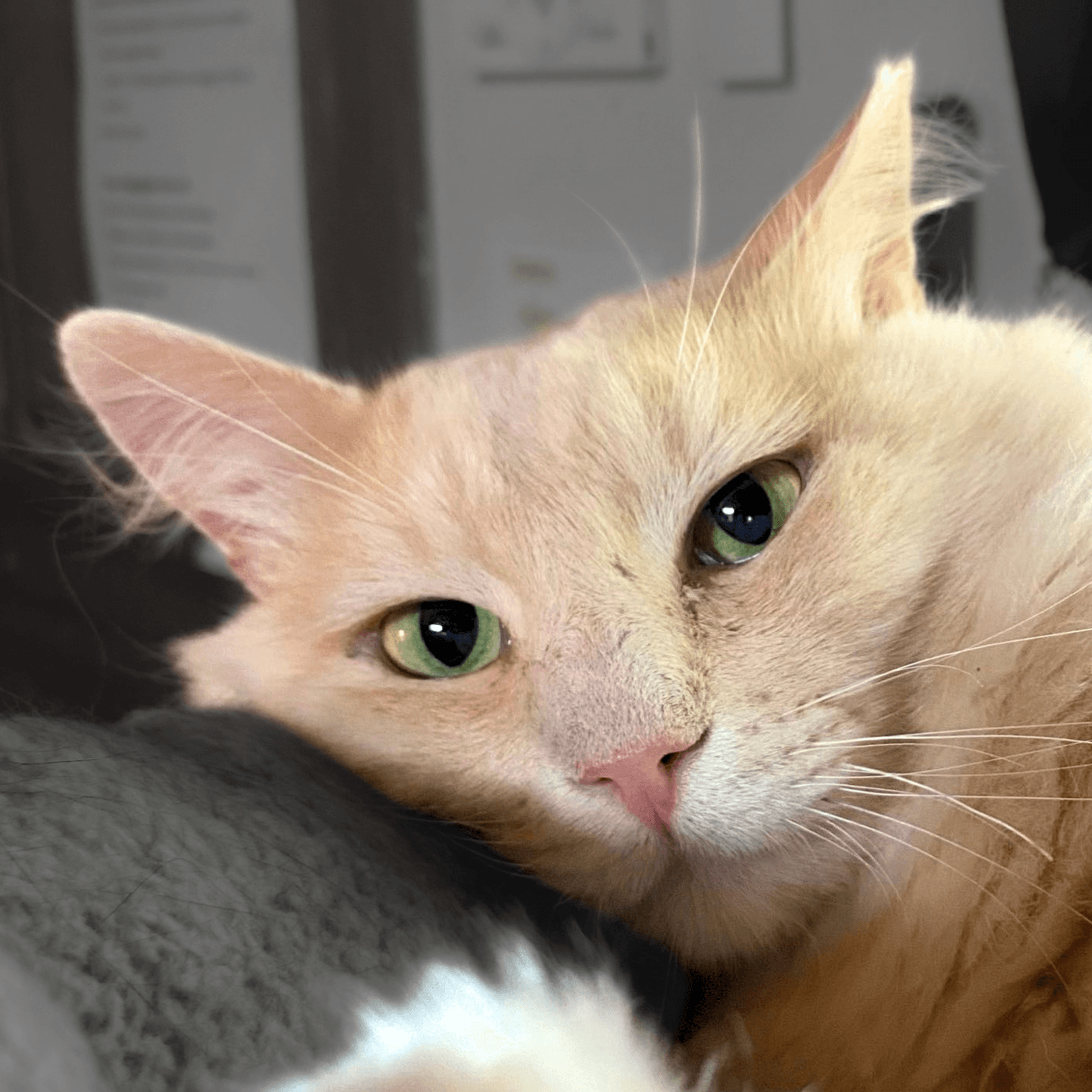 Rupert - Domestic Long Hair