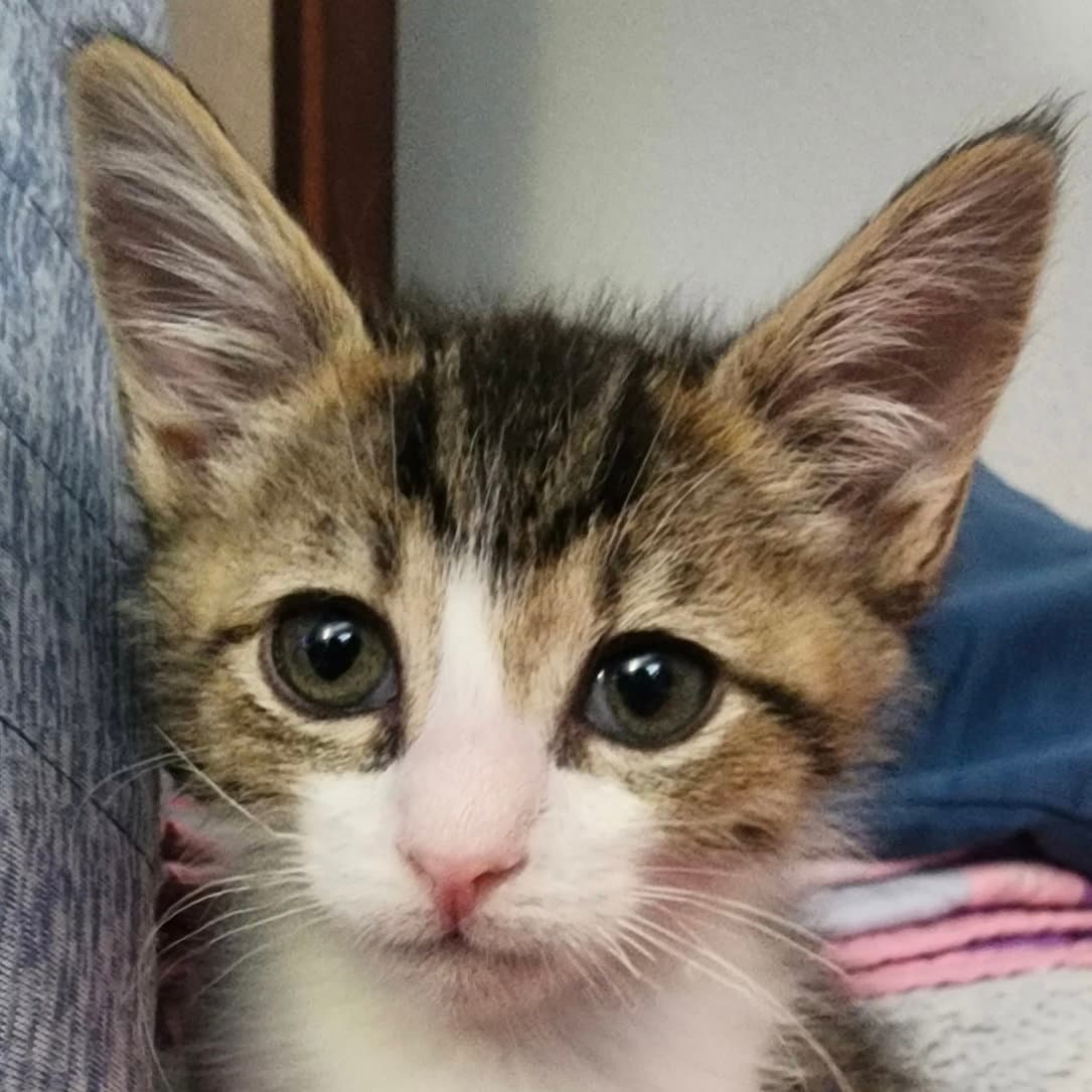 Ava - Domestic Short Hair