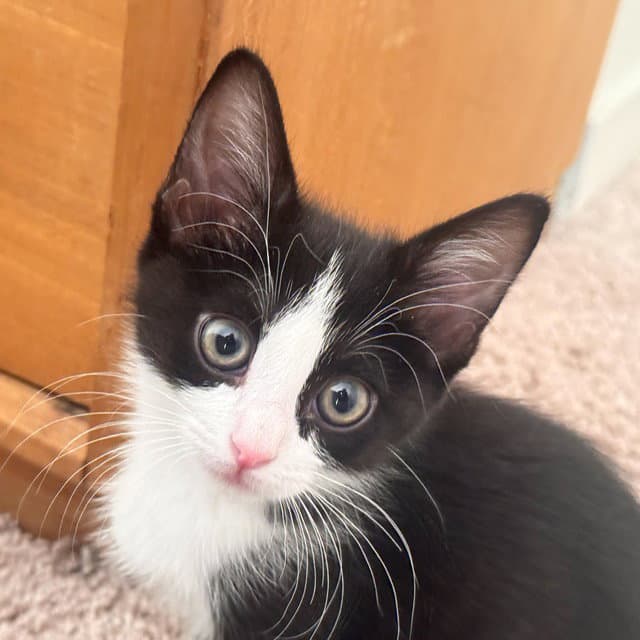 Eowyn - Domestic Short Hair