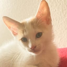 Legolas image 1