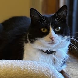 Sylvie image 1