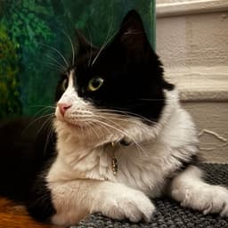 Sylvie image 2
