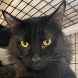 Timon And Pumbaa image 2