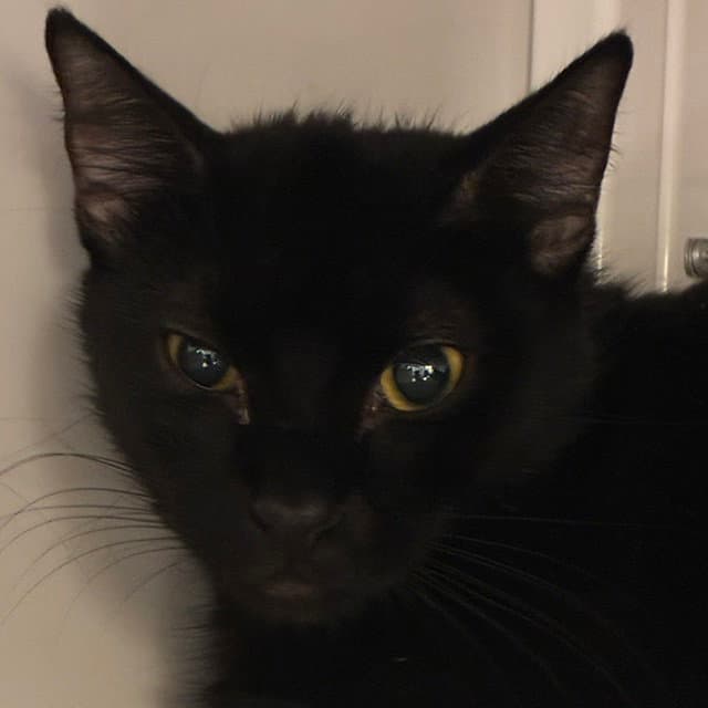 Pumbaa And Timon - Domestic Short Hair