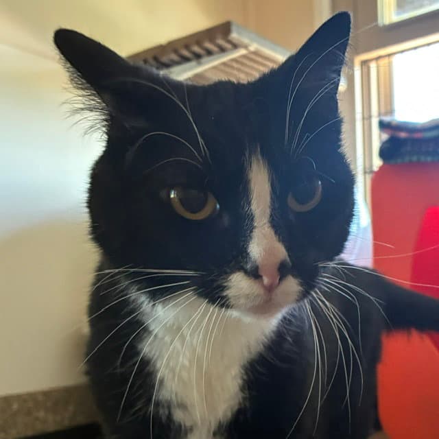 Lucille - Domestic Short Hair