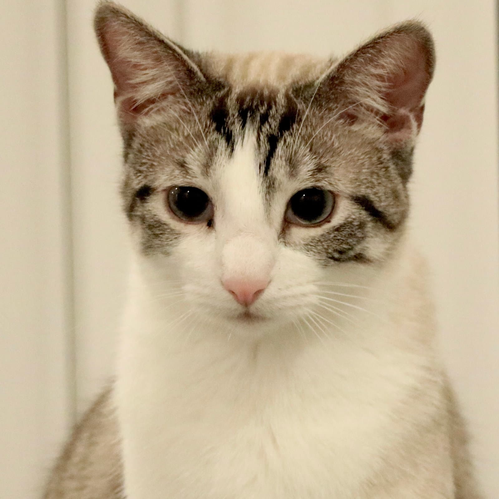Marie - Siamese