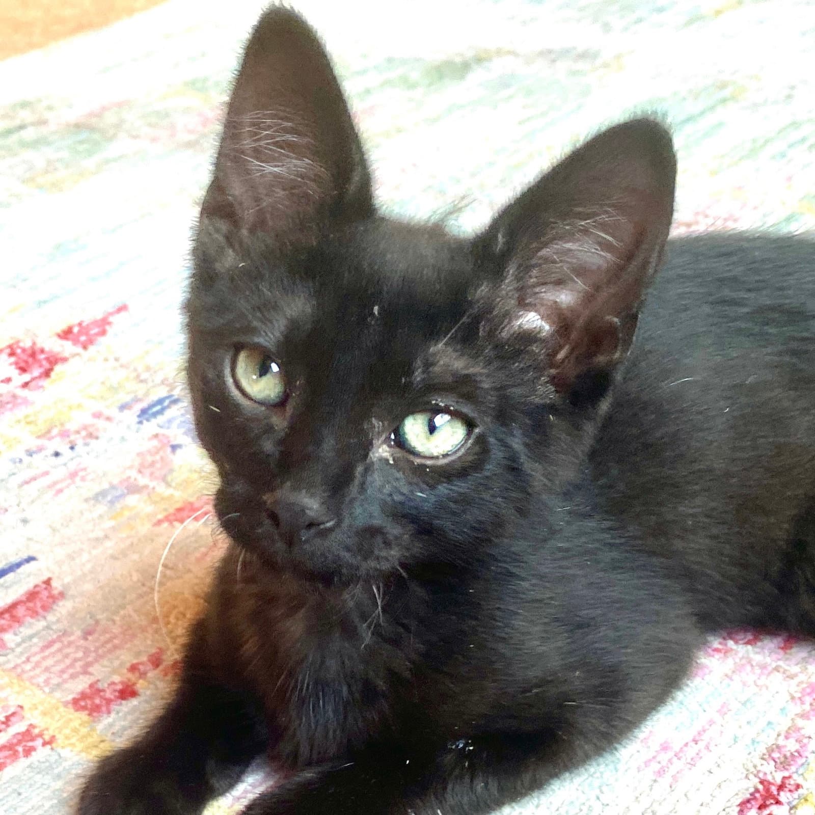 Grim - Domestic Short Hair