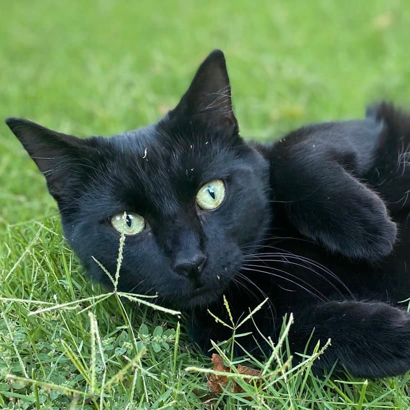 Ninja - Domestic Short Hair