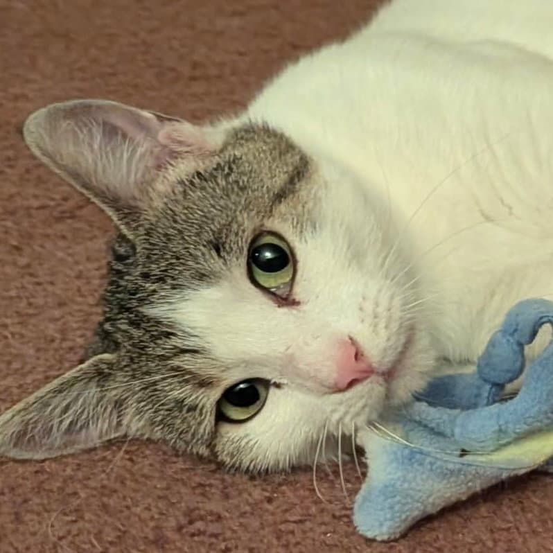 Genevieve - Domestic Short Hair