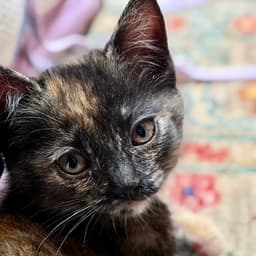Clarabelle image 2