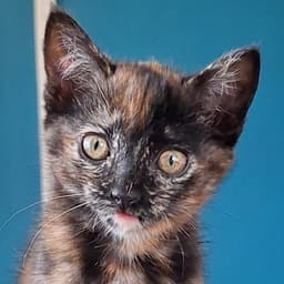 Clarabelle image 1