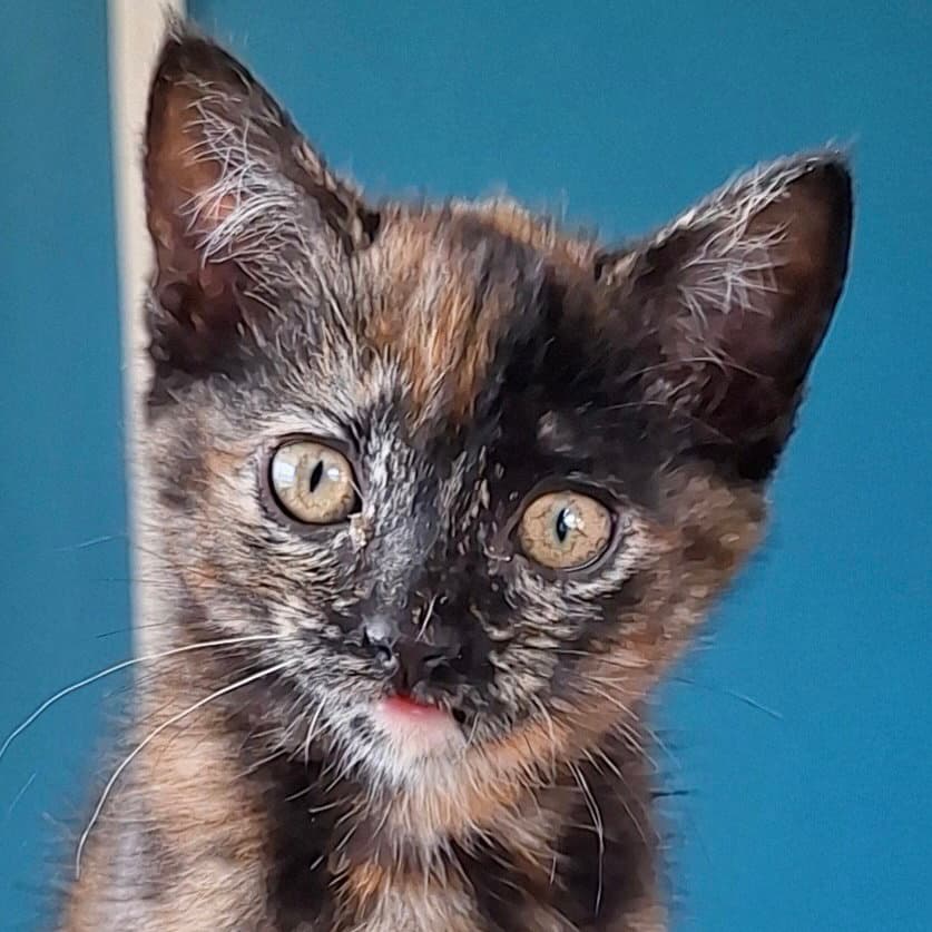 Clarabelle - Domestic Short Hair