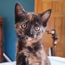 Clarabelle image 4