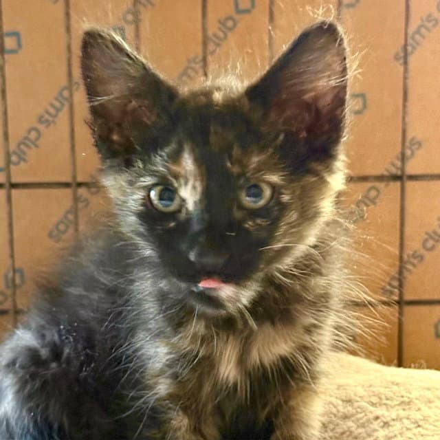 Rihanna - Domestic Medium Hair