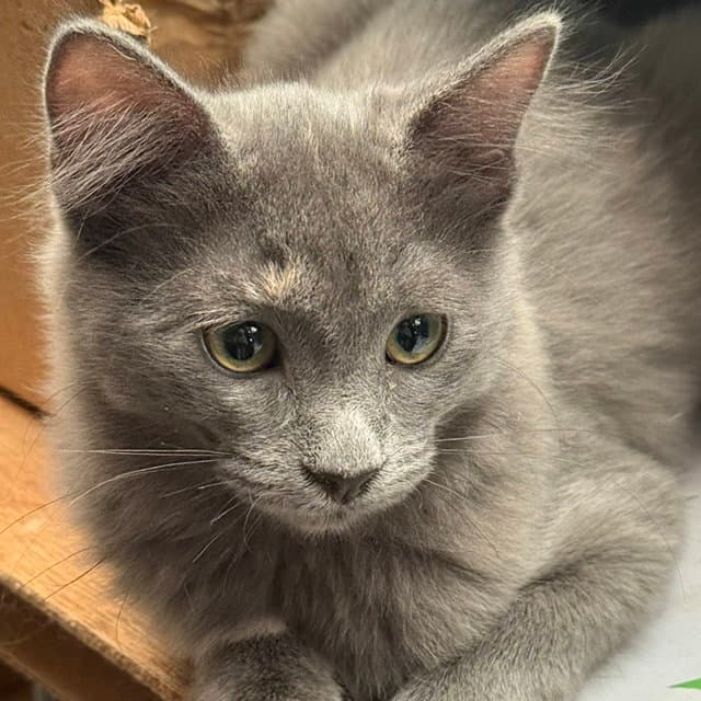 Ruby - Domestic Medium Hair