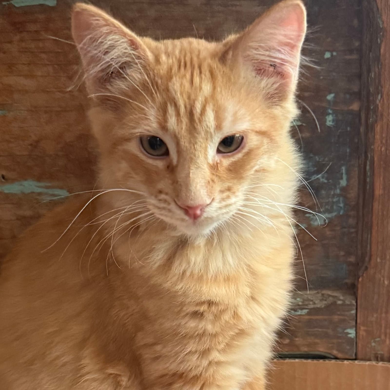 Redford - Domestic Medium Hair