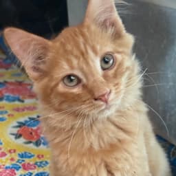 Reggie image 1