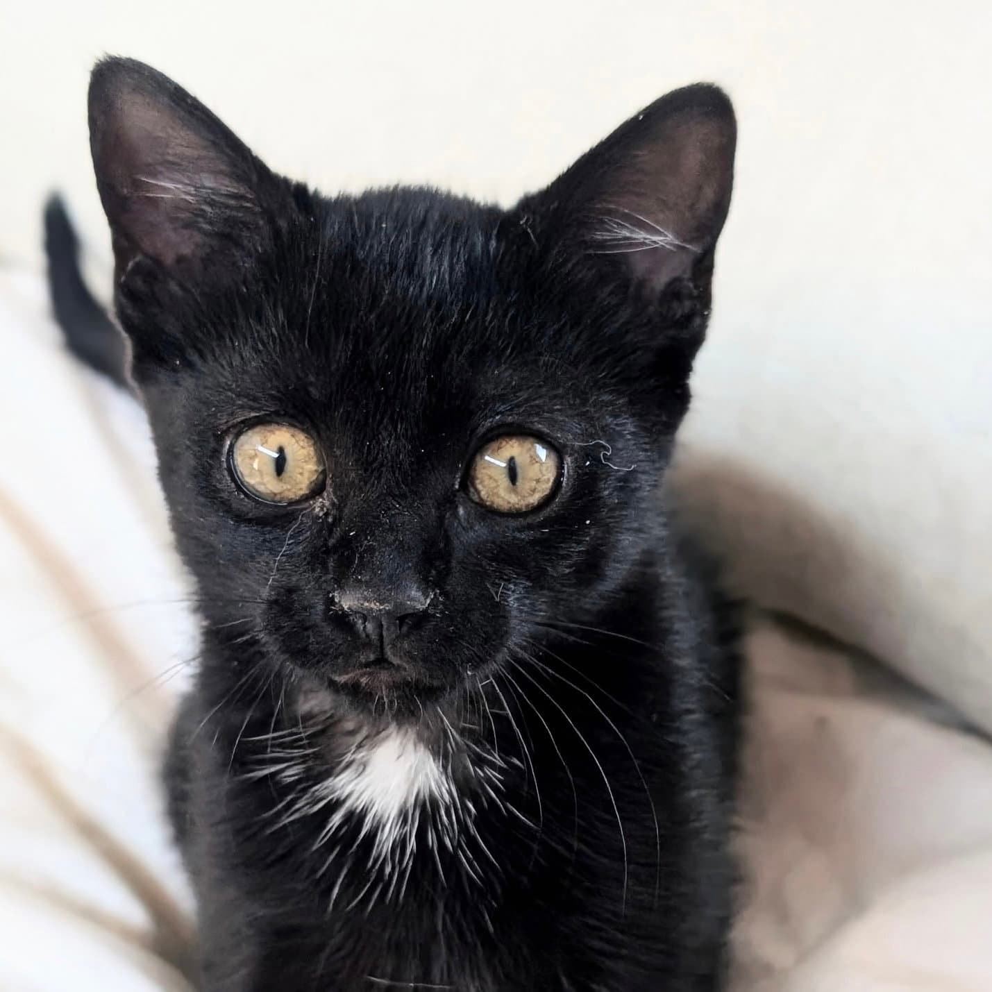 Nettle - Domestic Short Hair