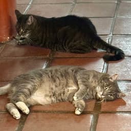 Big Kit And Goofy Boy And Little Kit image 2