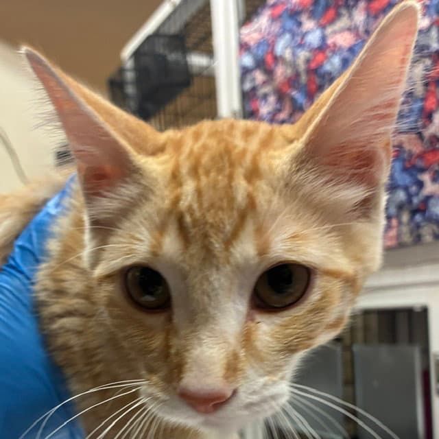 Tofu - Domestic Short Hair