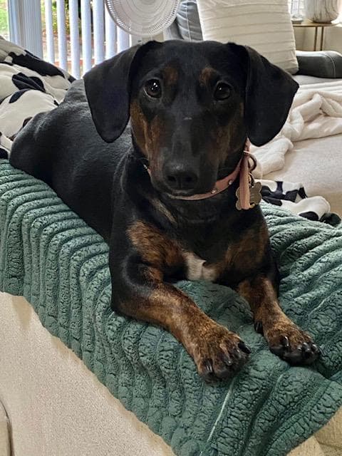 Daisy - Bonded With Norman - So Ca - Dachshund