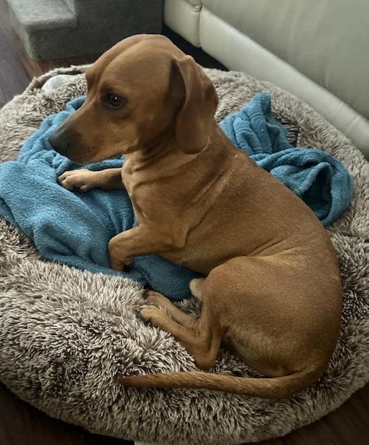 Odie - Las Vegas Adoption Only - Dachshund