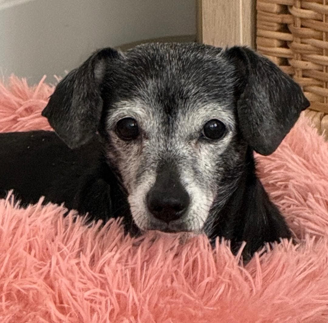 Jasmine - Las Vegas - Dachshund