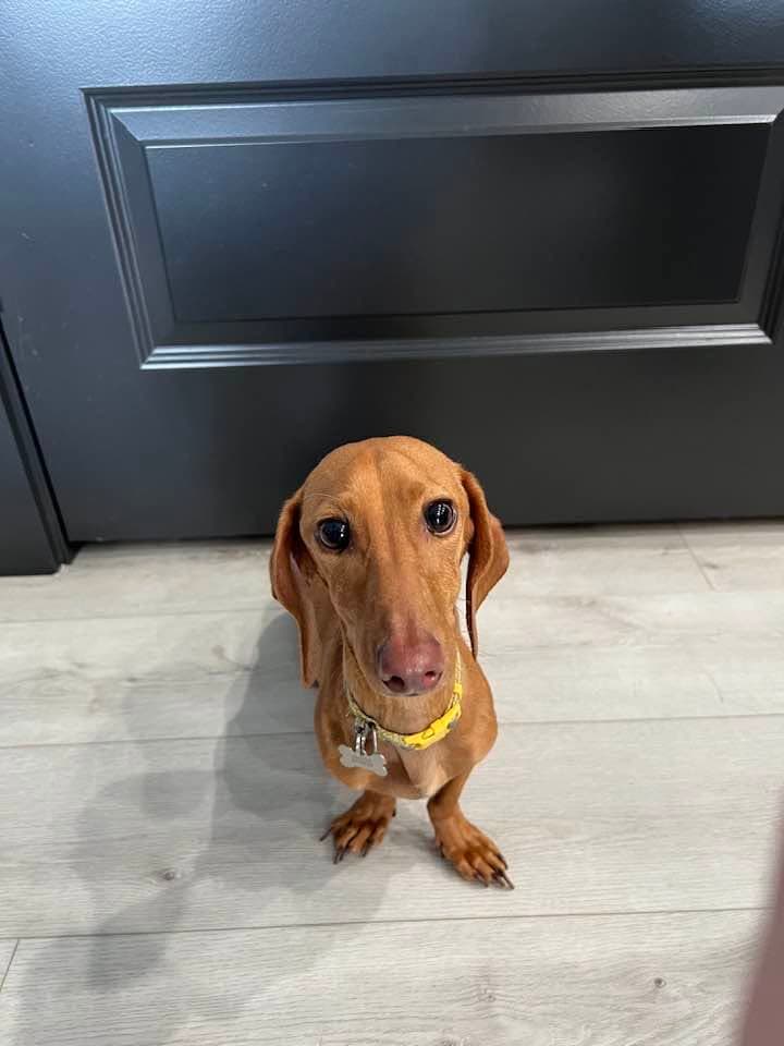 Stella - Salt Lake City - Dachshund