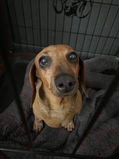 Daisy - Hesperia - Dachshund