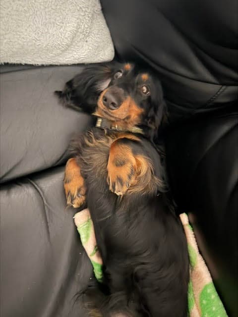 Atlas - Oc - Dachshund