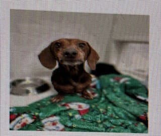Love Bug - Las Vegas - Dachshund