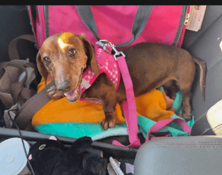 Love Bug - Las Vegas - Dachshund