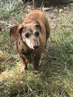 Super Senior Elmo - Salt Lake City - Dachshund