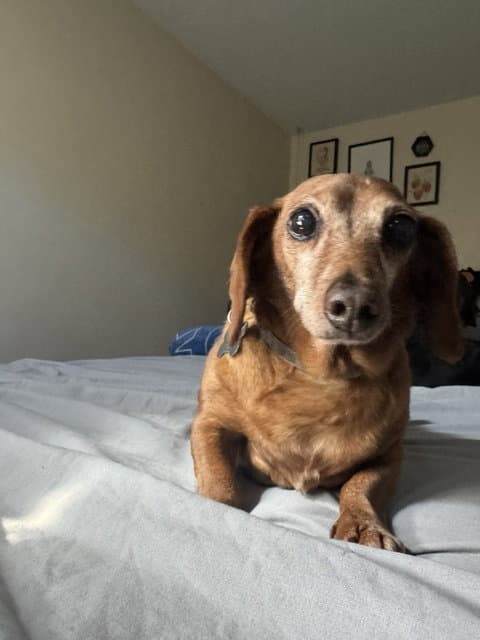 Frankie Bonded With Harley - San Diego - Dachshund