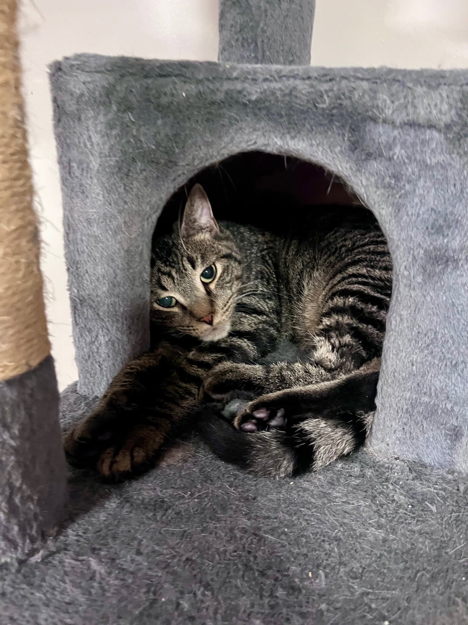 Hoagie - Domestic Short Hair