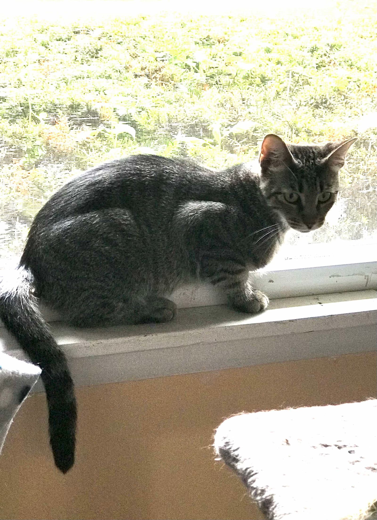Fae - Domestic Short Hair