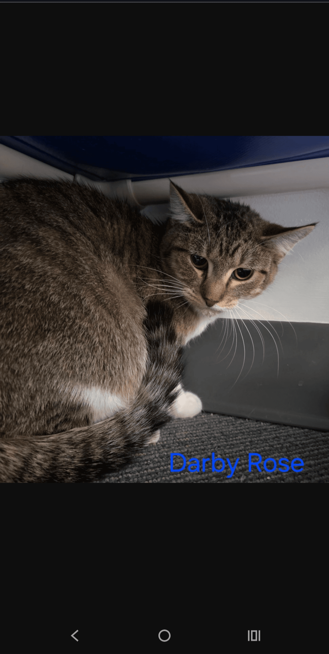 Darby Rose - Domestic Short Hair