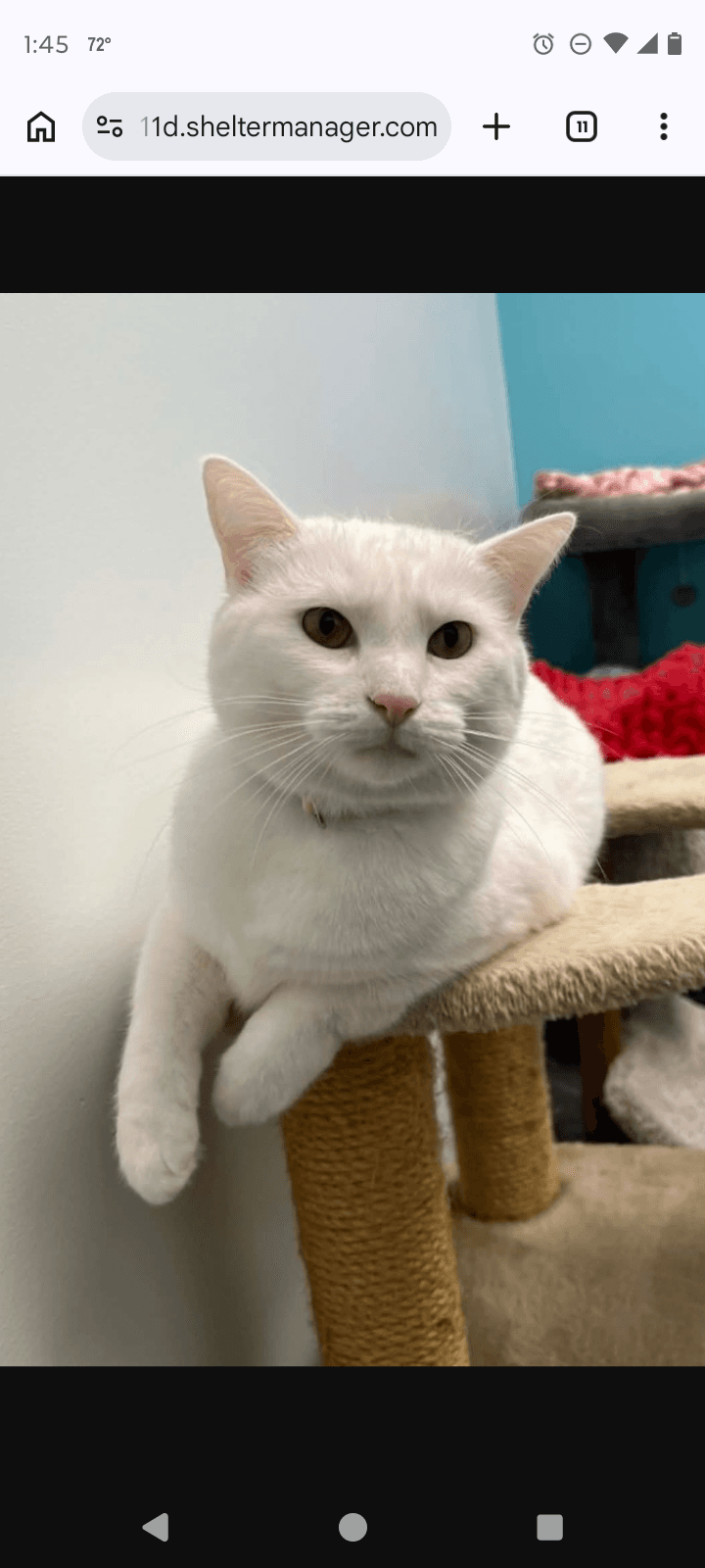 Azra - Domestic Short Hair