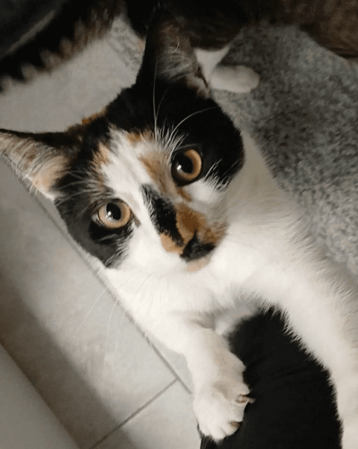 Leila - Domestic Short Hair