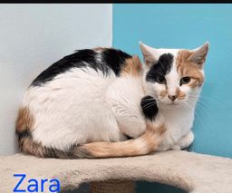Zara image 1